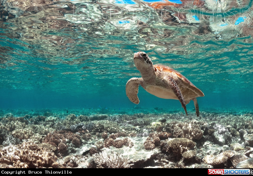 A Chelonia mydas 