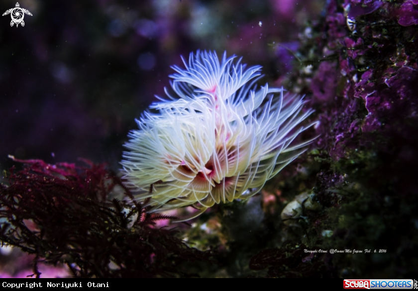 A Feather duster worm 