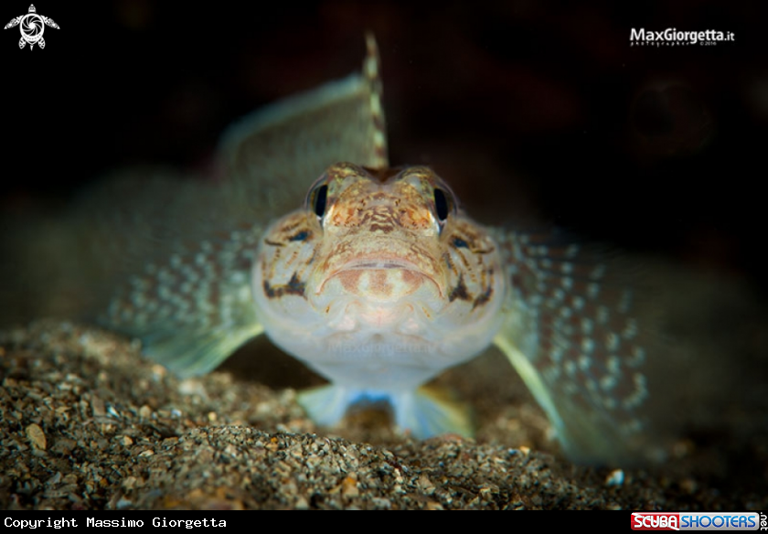 A Gobius bucchichi 