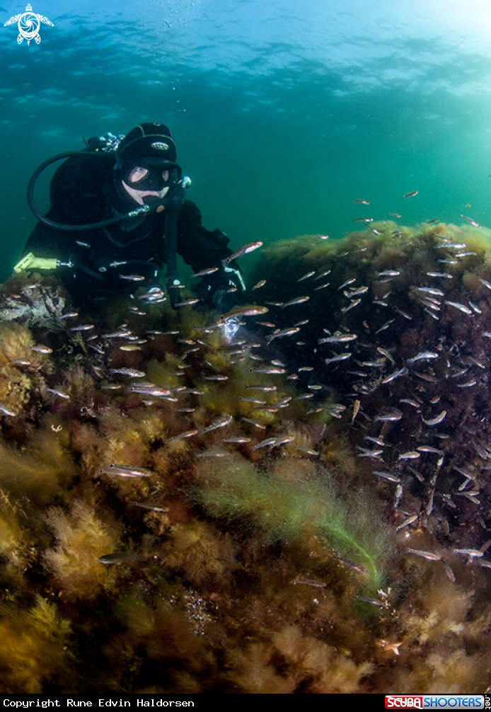 A Scuba diver