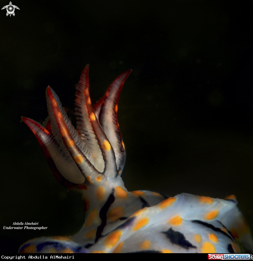 A Nudibranch