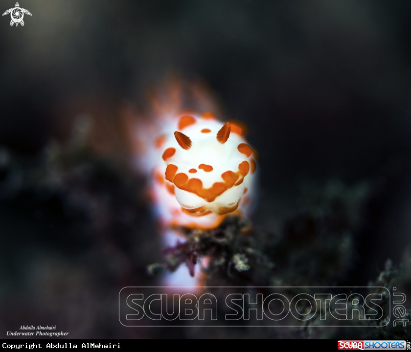 A Nudibranch