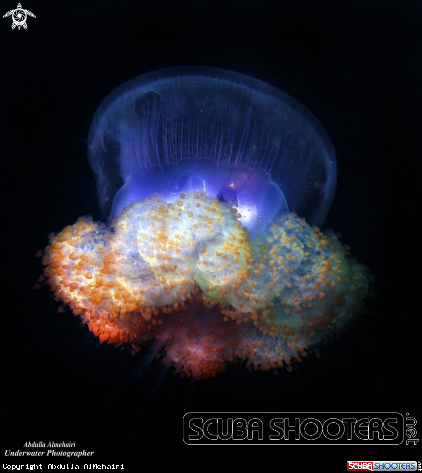 A JellyFish