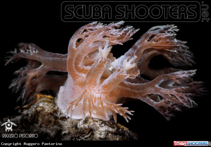 A Tree nudibranch
