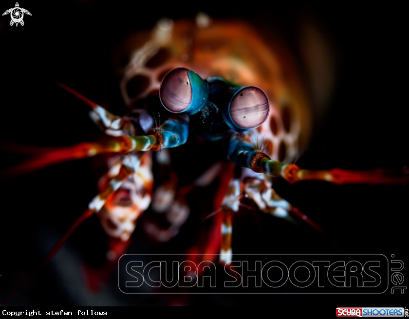 A Peacock Mantis Shrimp