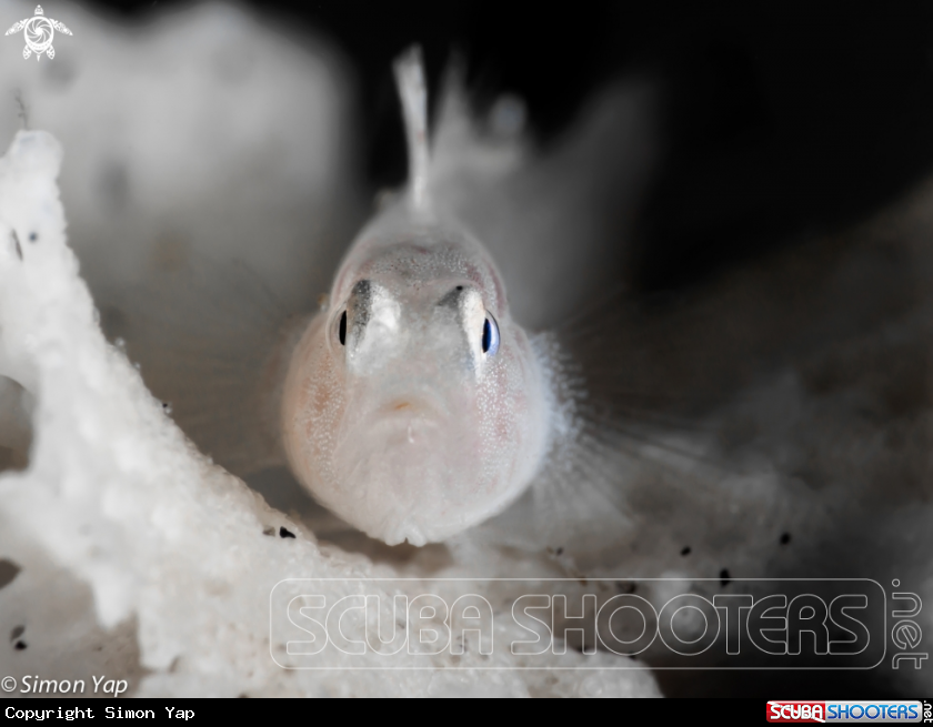 A Bryozoan Goby