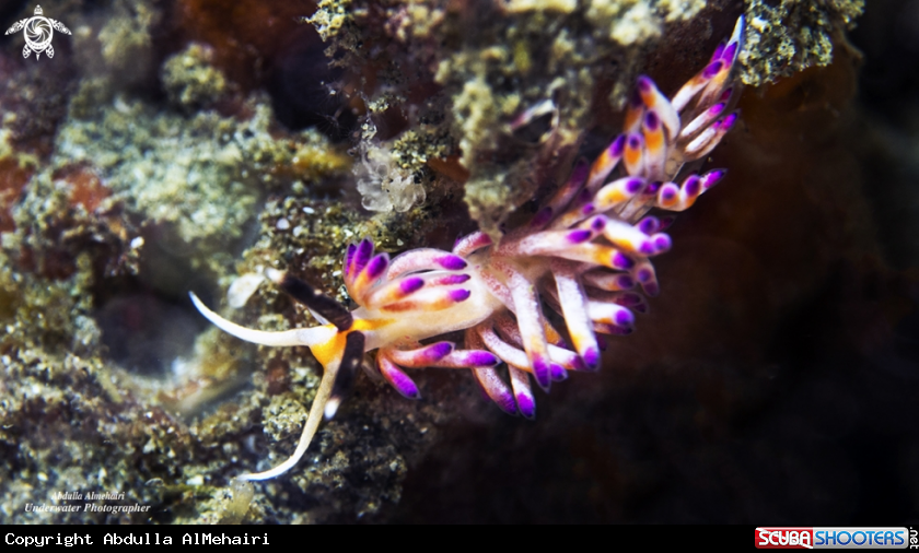 A Nudibranch