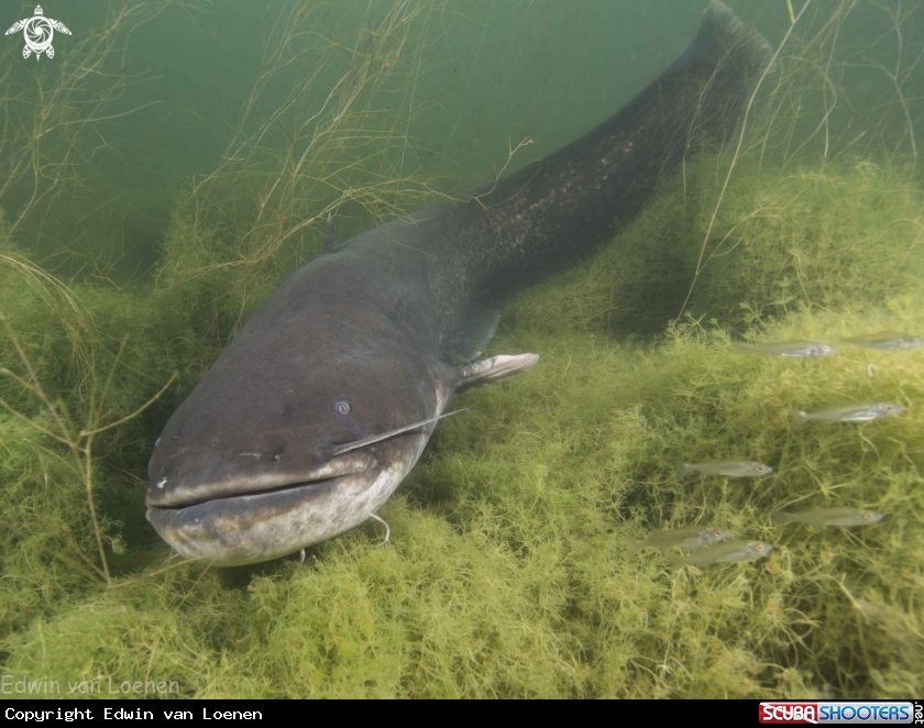 A Catfish