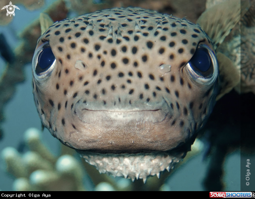 A Porcupine pufferfish