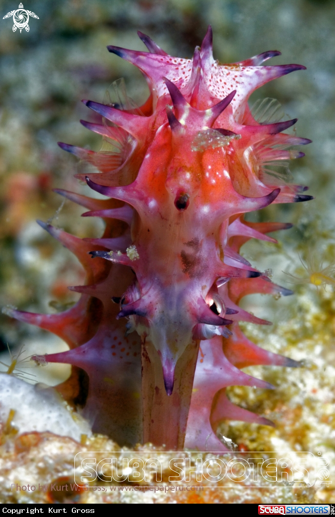 A Sea horse