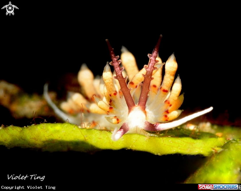 A Nudi