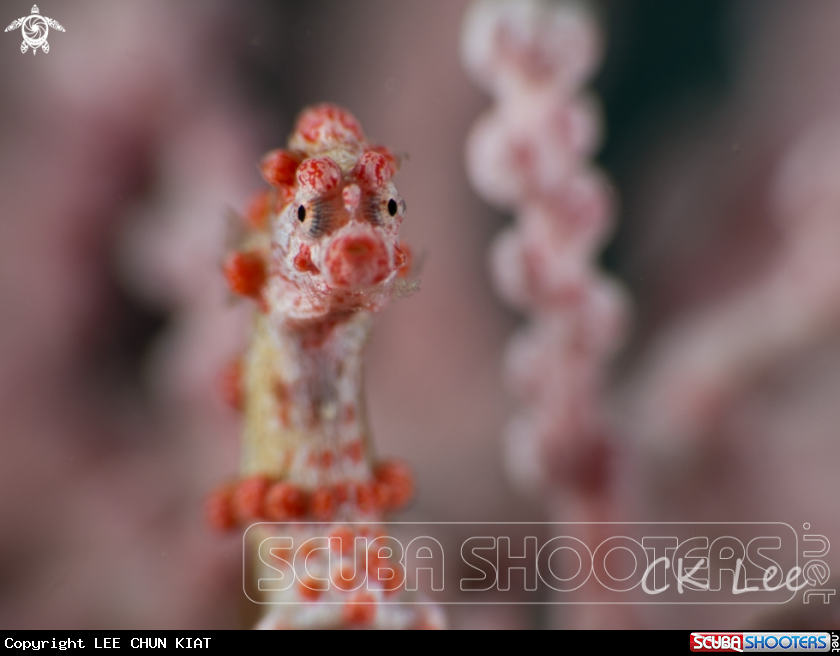 A seahorse