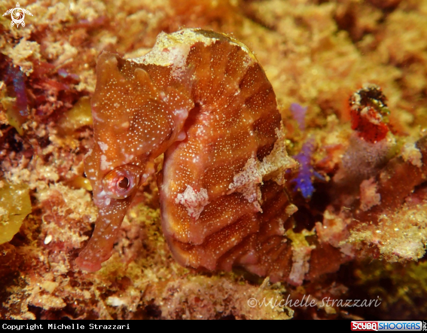 A Seahorse