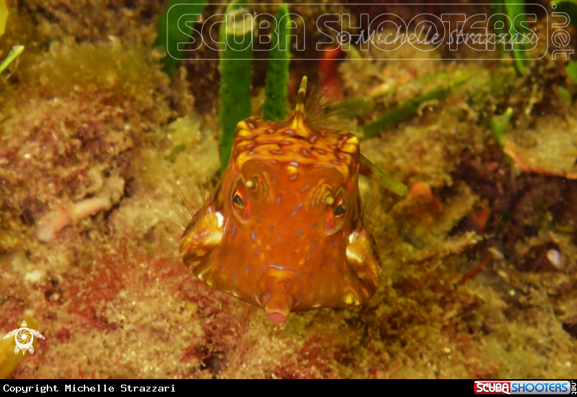 A Thornback Cowfish