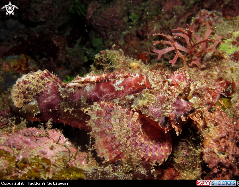A scorpion fish