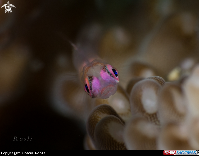A Pink Eyed Goby