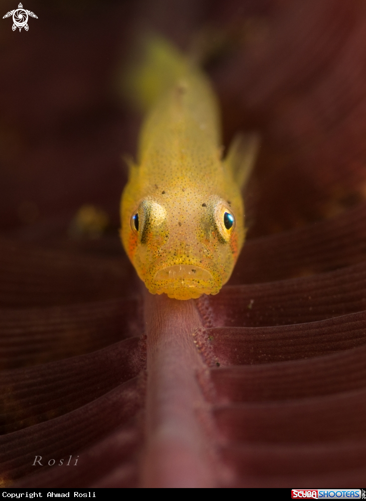 A Ghost Goby