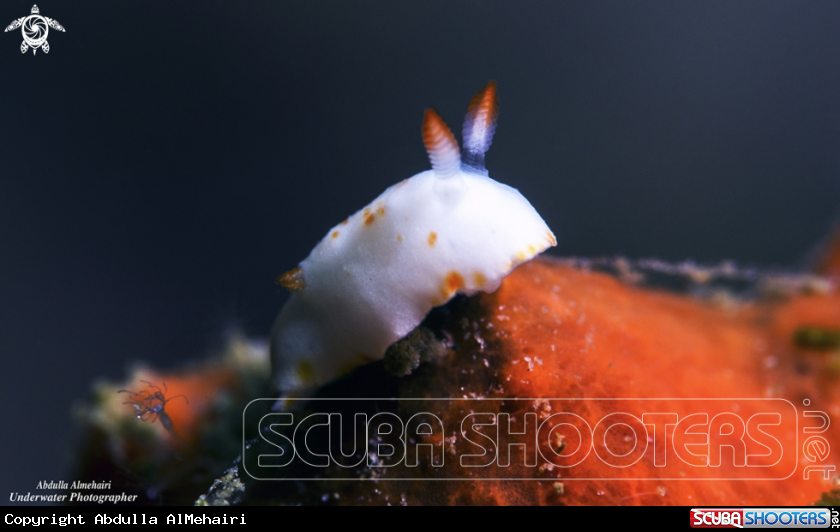 A Nudibranch