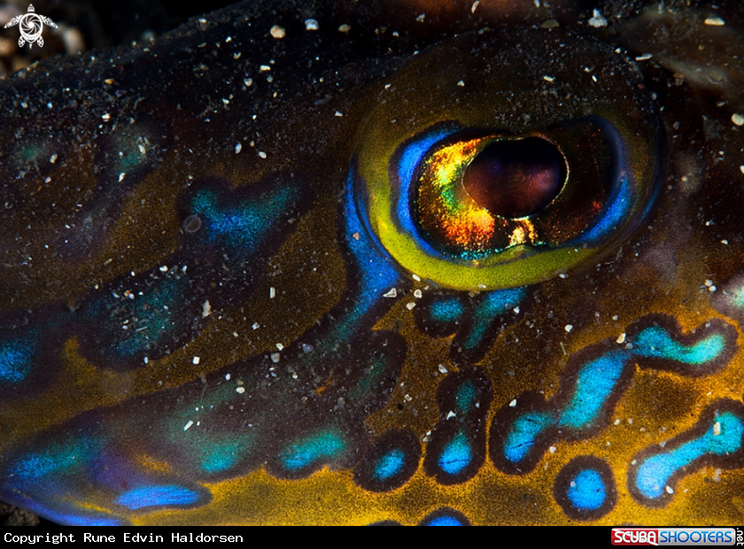 A Common dragonet