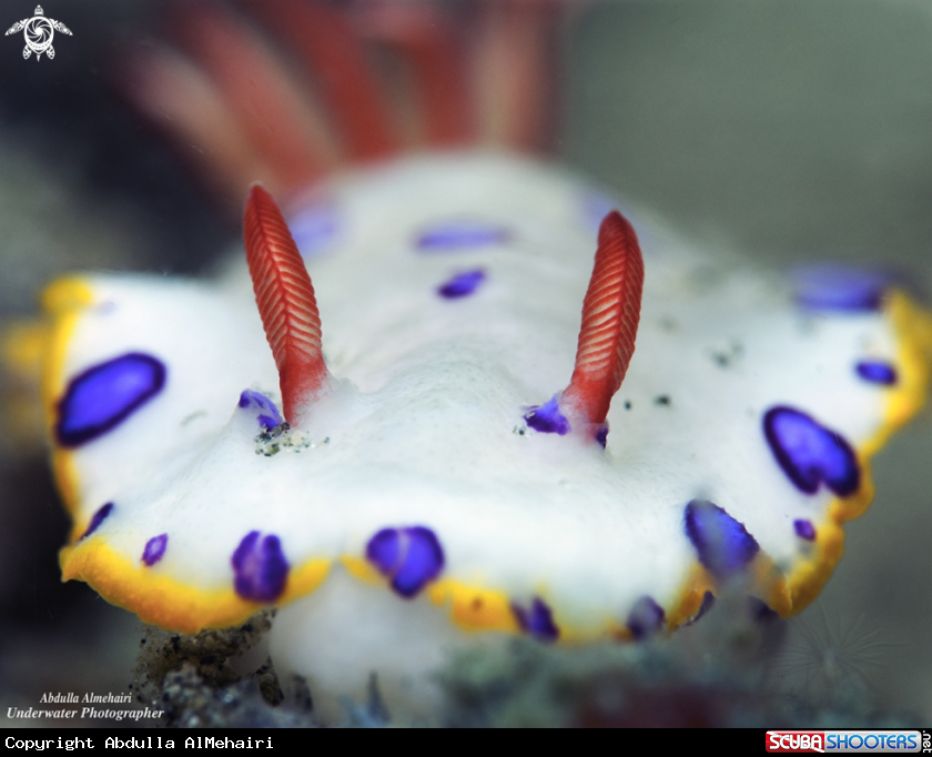 A Nudibranch