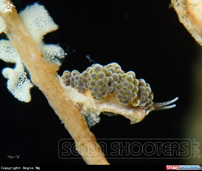 A Nudibranchs 