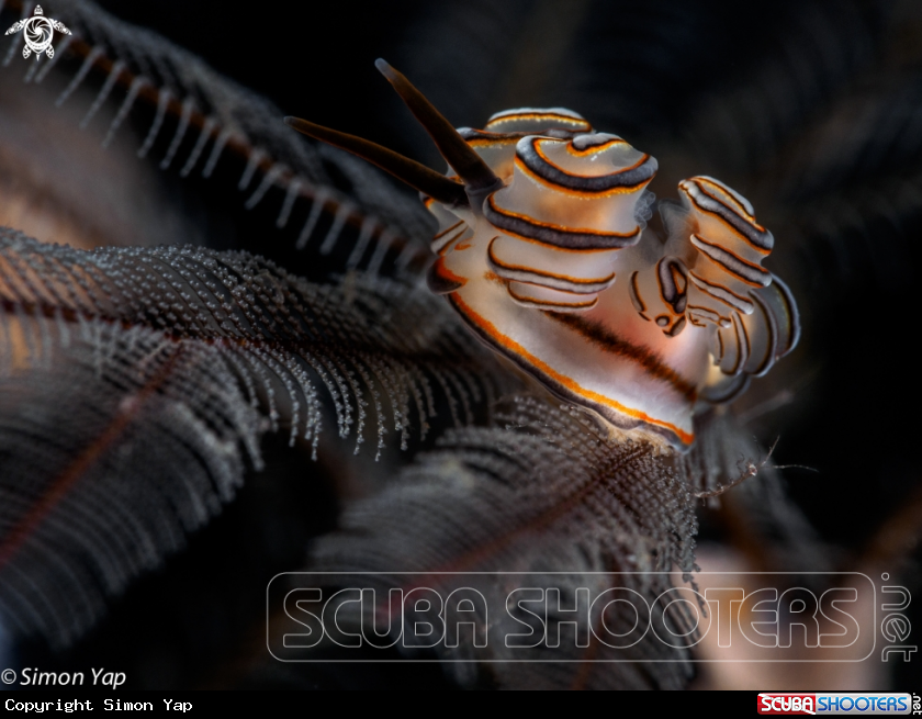 A Skeleton shrimp & Donut doto