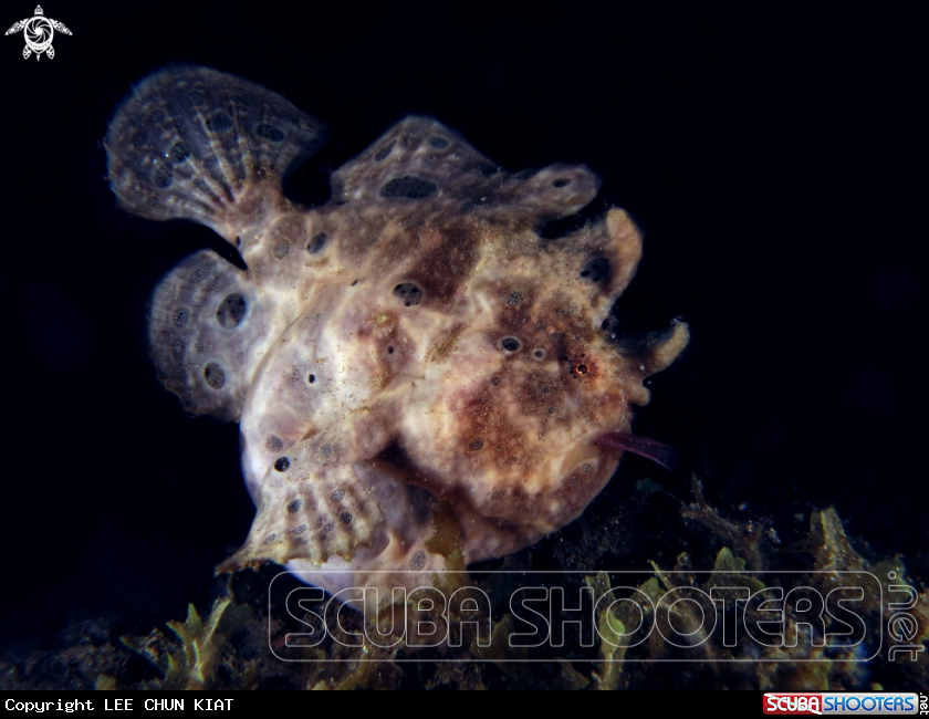 A FROG FISH