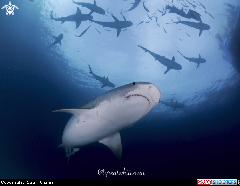 A Tiger Shark