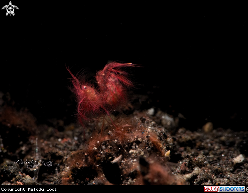 A Hairy Shrimp 