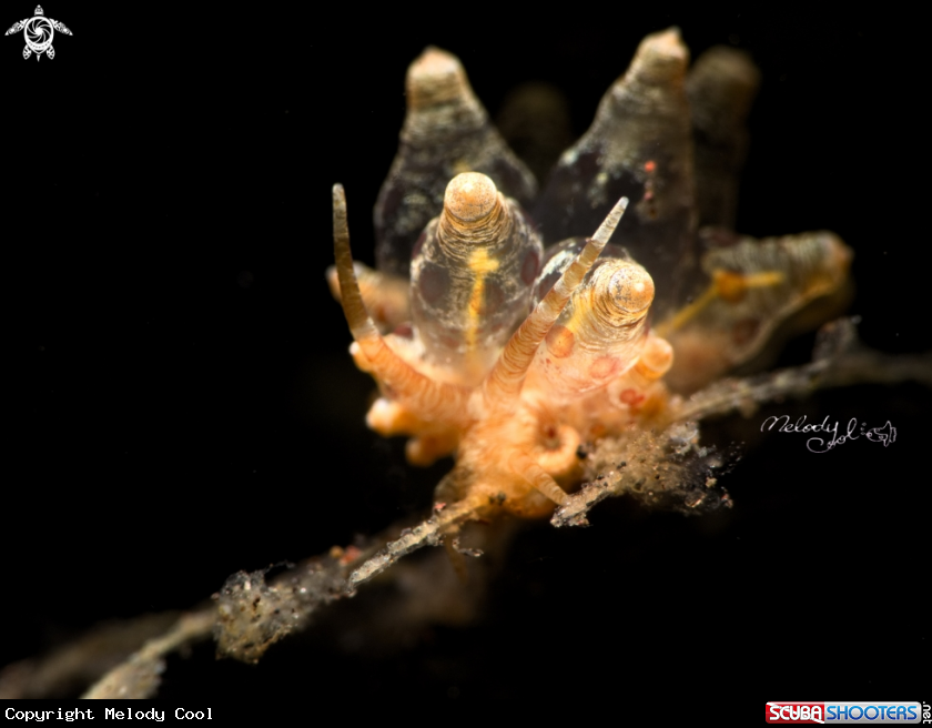 A Nudibranch