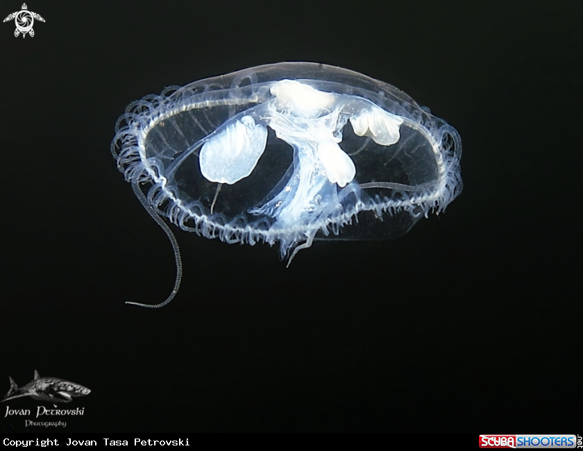 A Slatkovodna meduza / Freshwater jellifish.