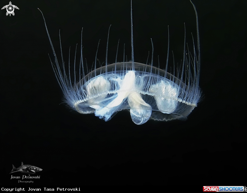 A Slatkovodna meduza / Freshwater jellifish.