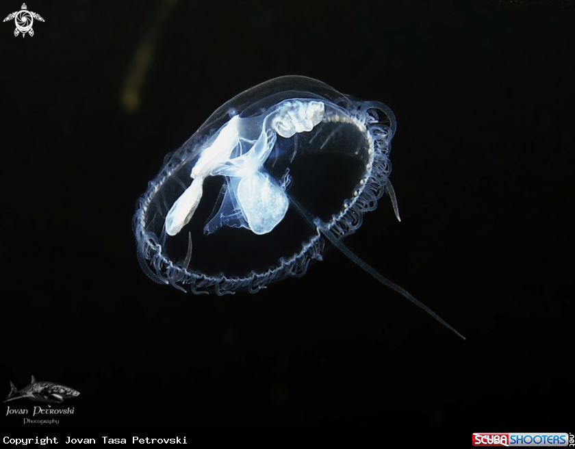 A Slatkovodna meduza / Freshwater jellifish.