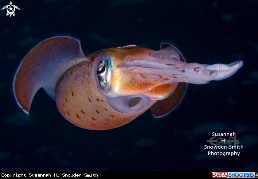 A Caribbean Reef Squid