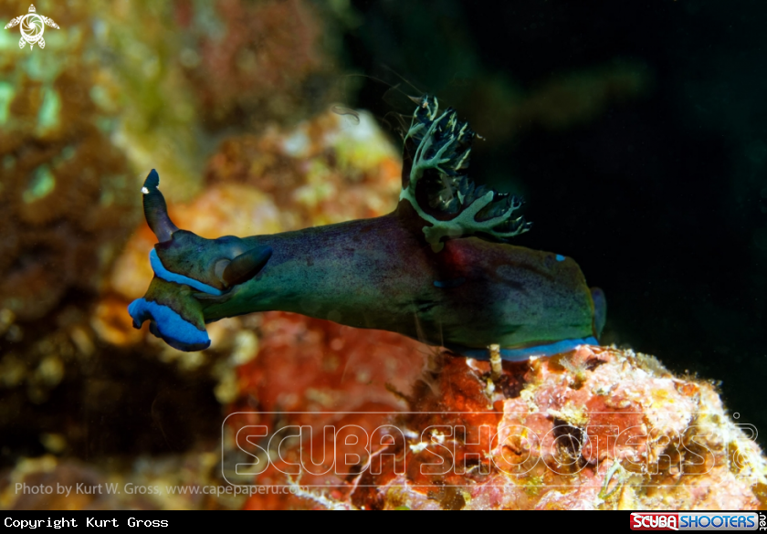 A Nudibranche