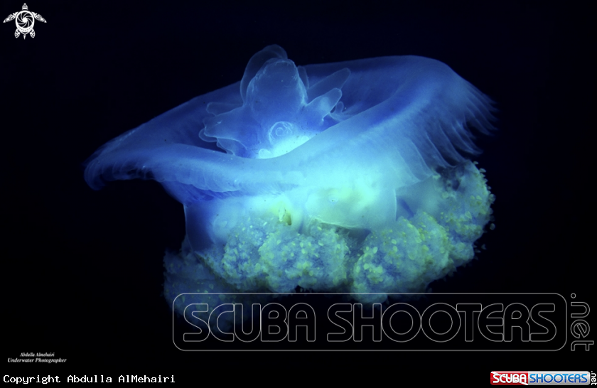 A JellyFish