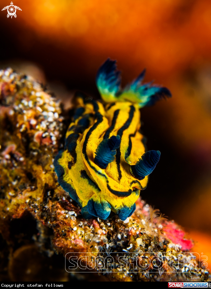 A Nudibranch