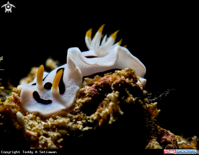 A nudibranch