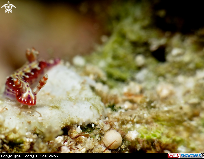 A nudibranch