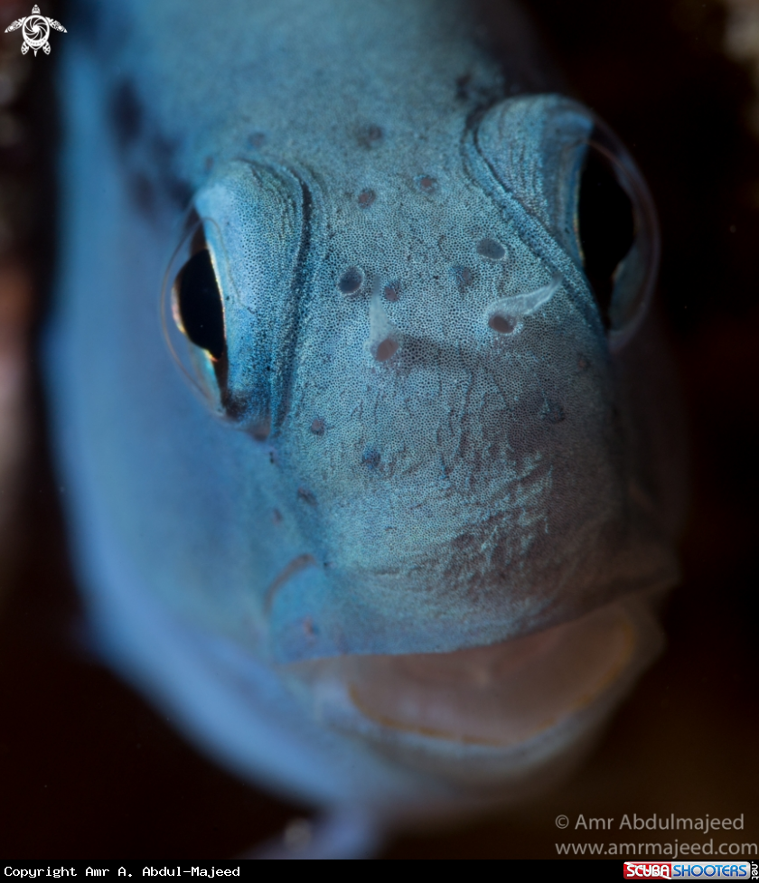 A Redsea mimic blenny