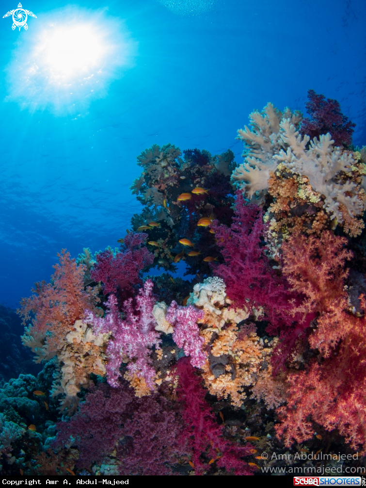 A soft corals