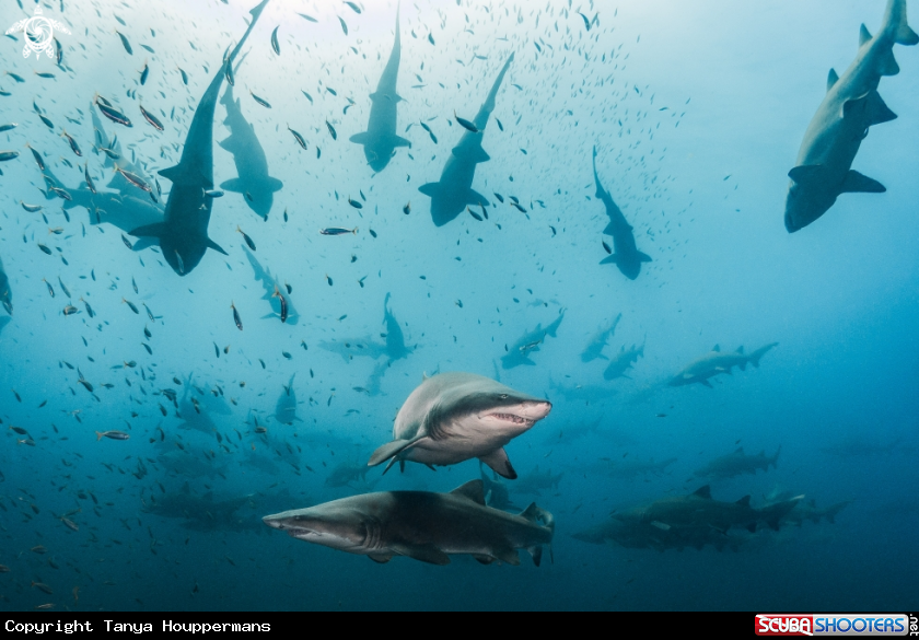A Sand Tiger Shark