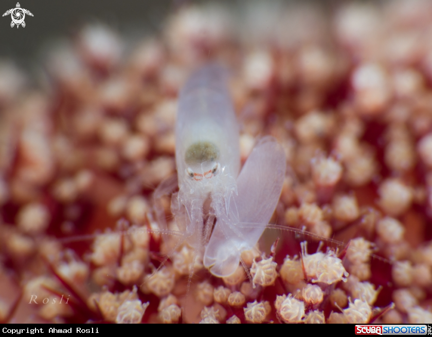 A Snapping Shrimp