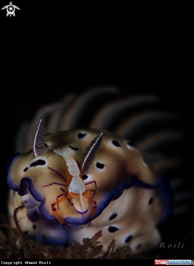 A Emperor Shrimp