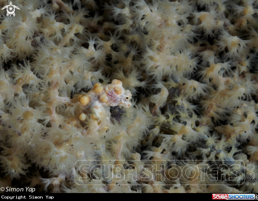 A Bargibant's Pygmy Seahorse