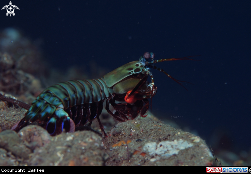 A Mantis Shrimp