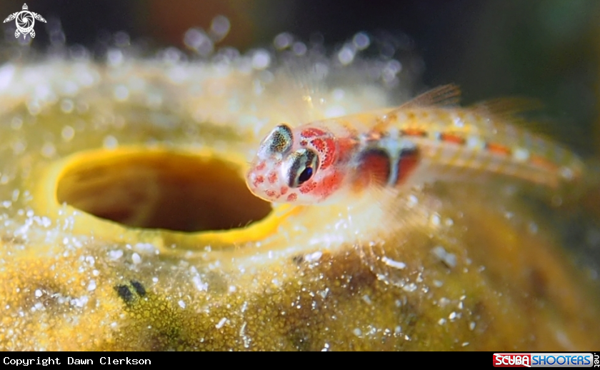 A Orange Sided Goby