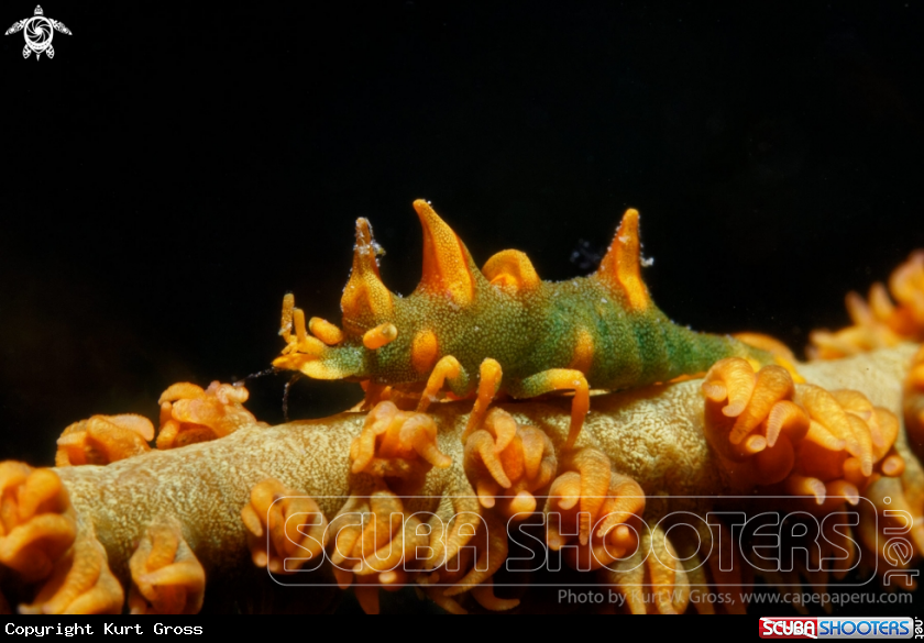 A Dragon Shrimp
