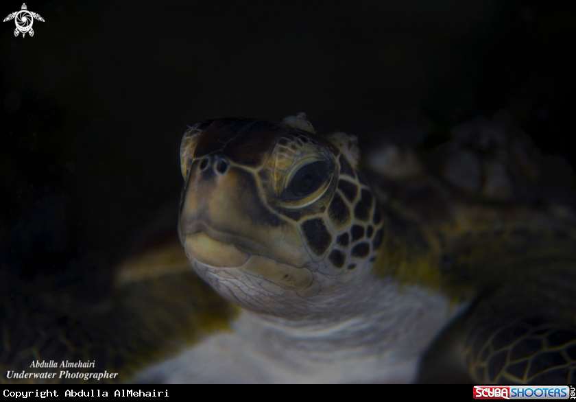 A Turtle