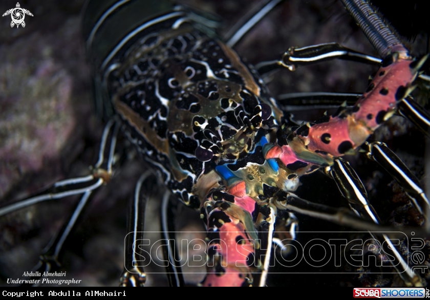 A Rock-Lobster